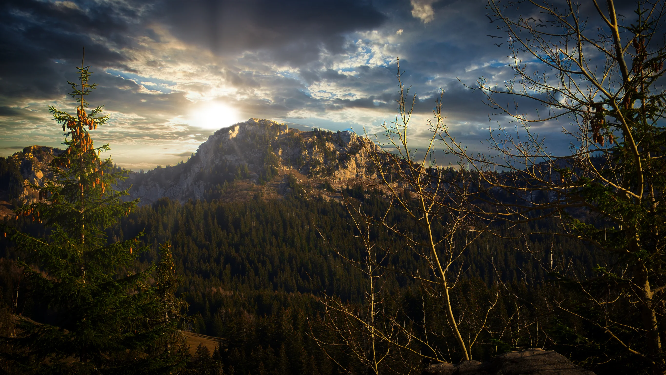 Nature trail through the pastures of the Plateau des Glières, alpine wildlife and flora
