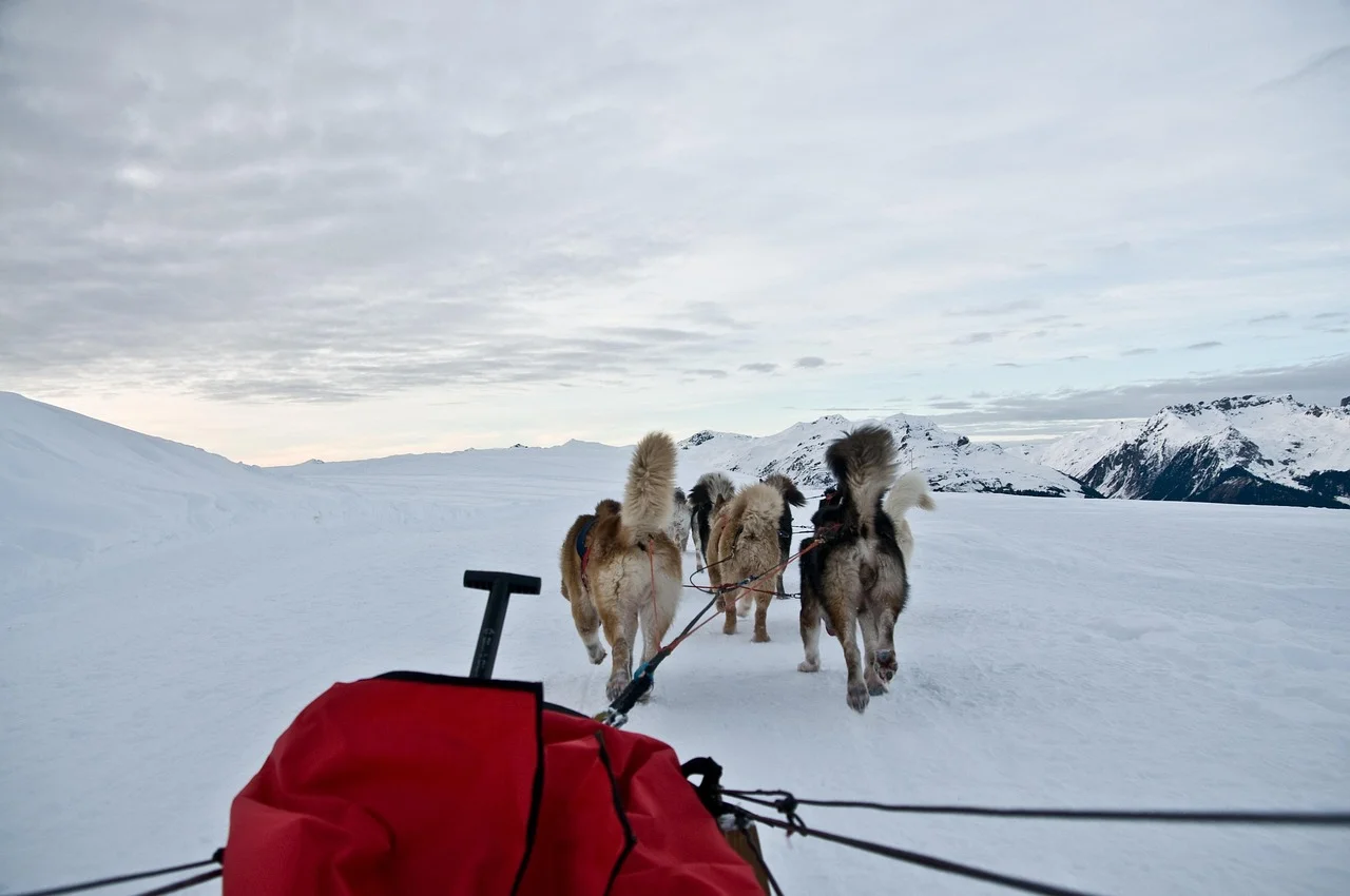 Dog sledding on the Plateau des Glières with a professional musher